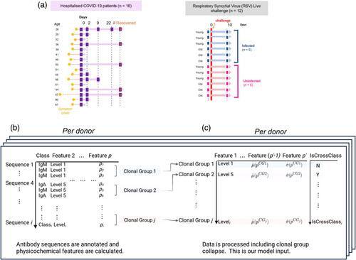 Predicting class switch recombination in B-cells from antibody repertoire data