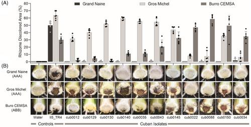 Genetic diversity of the banana Fusarium wilt pathogen in Cuba and across Latin America and the Caribbean