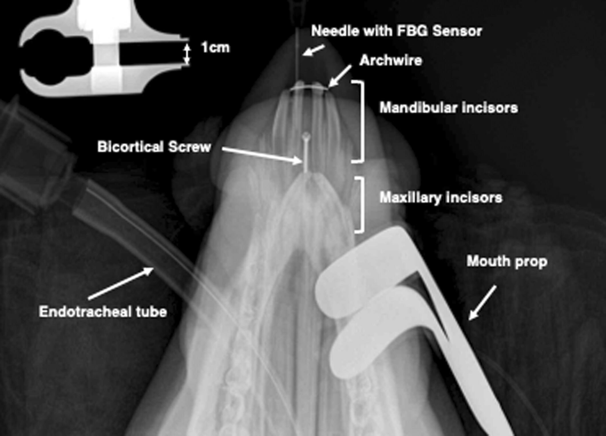 In vivo measurement of strain in the periodontal space of pig (Sus scrofa) incisors using in-fiber Bragg sensors