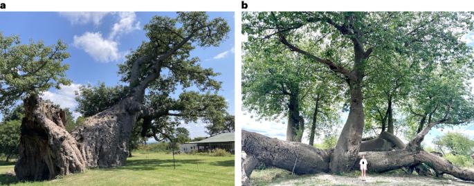 Baobabs as symbols of resilience