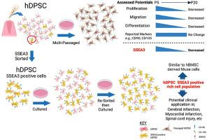 Exploring SSEA3 as an emerging biomarker for assessing the regenerative potential of dental pulp-derived stem cells