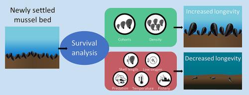 Longevity of subtidal mussel beds (Mytilus edulis) in eutrophic coastal areas