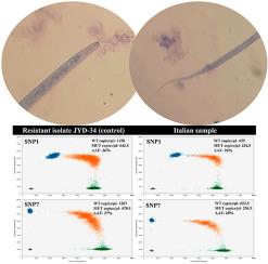 First case of macrocyclic lactone-resistant Dirofilaria immitis in Europe - Cause for concern