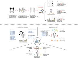 Circulating extracellular vesicles and small non-coding RNAs cargo in idiopathic inflammatory myopathies reveal differences across myositis subsets