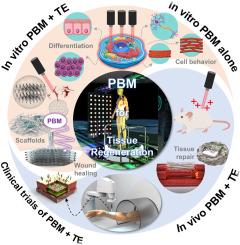 Tailoring photobiomodulation to enhance tissue regeneration