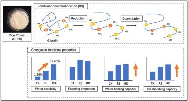 Combination of chemical modifications improves rice protein solubility