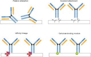 Cellulose immobilization strategies for paper-based immunoassays