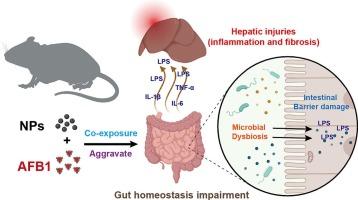 Polystyrene nanoplastics exacerbate aflatoxin B1-induced hepatic injuries by modulating the gut−liver axis