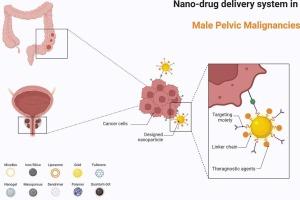 Advancements in nanomedicine: Precision delivery strategies for male pelvic malignancies – Spotlight on prostate and colorectal cancer