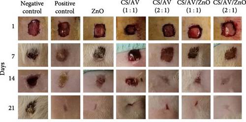 Chitosan–Aloe Vera Composition Loaded with Zinc Oxide Nanoparticles for Wound Healing: In Vitro and In Vivo Evaluations