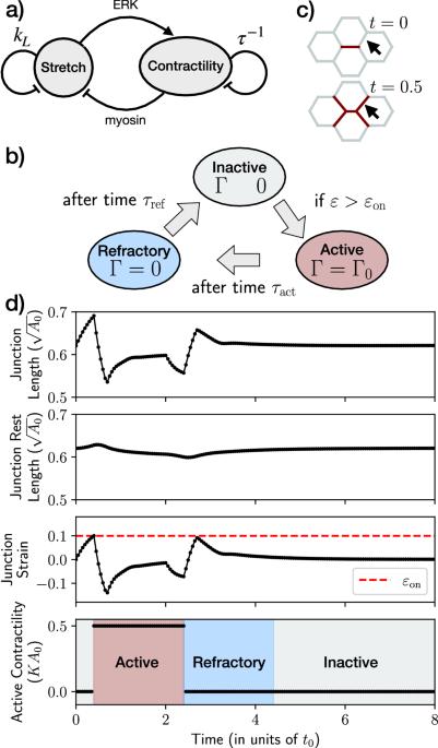 Excitable dynamics driven by mechanical feedback in biological tissues