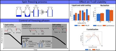 Relevance of controlled cooling and freezing phases in T-cell cryopreservation