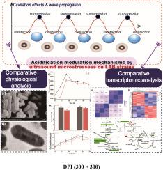 Comparative physiological and transcriptomic analysis of sono-biochemical control over post-acidification of Lactobacillus delbrueckii subsp. bulgaricus