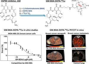 Synthesis and characterization of 64Cu-labeled Geldanamycin derivative for imaging HSP90 expression in breast cancer