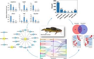 Systematic identification and analysis of immune-related circRNAs of Pelteobagrus fulvidraco involved in Aeromonas veronii infection