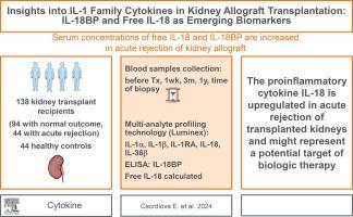 Insights into IL-1 family cytokines in kidney allograft transplantation: IL-18BP and free IL-18 as emerging biomarkers