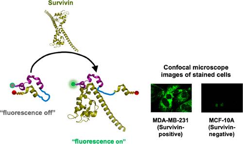 Peptide-Based Turn-On Fluorescent Probes for Highly Specific Detection of Survivin Protein in the Cancer Cells