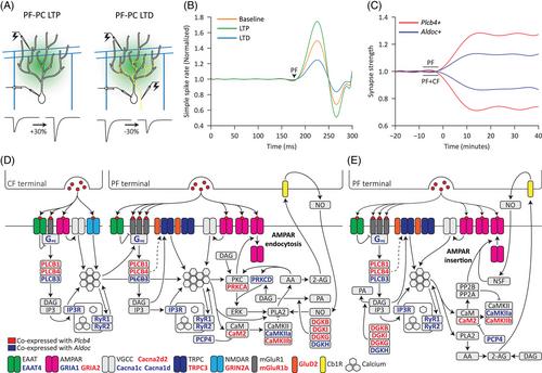 Plasticity mechanisms of genetically distinct Purkinje cells