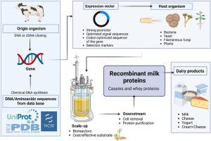 From lab to table: The path of recombinant milk proteins in transforming dairy production.