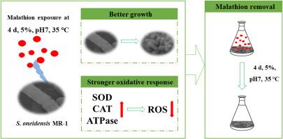 Capability of S. oneidensis MR-1 for malathion degradation: Insights from physiological and biochemical analyses