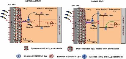 Influence of surface passivation by MgO on photovoltaic performance of SnO2 based dye-sensitized solar cells