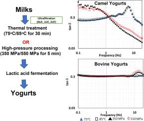 Effects of ultrafiltration followed by heat or high-pressure treatment on camel and bovine yogurts