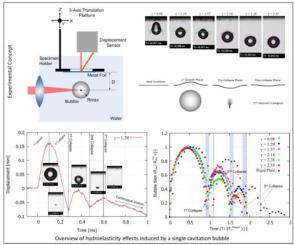 Hydroelasticity effects induced by a single cavitation bubble collapse