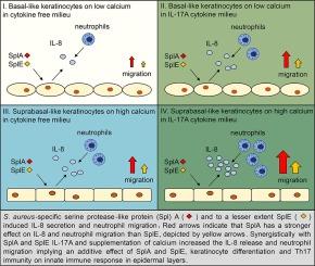 Staphylococcus aureus Serine protease-like protein A (SplA) induces IL-8 by keratinocytes and synergizes with IL-17A