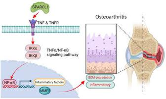 SPARCL1 promotes chondrocytes extracellular matrix degradation and inflammation in osteoarthritis via TNF/NF-κB pathway