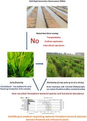 Climate–resilient strategy for shortening the crop cycle in rice and the host influenced rhizosphere microbiome