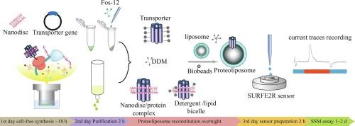 Transporter function characterization via continuous-exchange cell-free synthesis and solid supported membrane-based electrophysiology