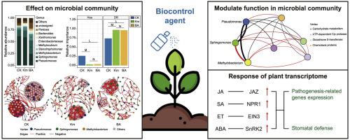 Biocontrol agents modulate phyllosphere microbiota interactions against pathogen Pseudomonas syringae