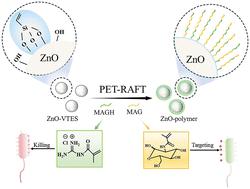 In situ PET-RAFT polymerization to prepare guanidine-and-carbohydrate modified ZnO nanoparticles†