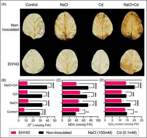 Novel melatonin-producing Bacillus safensis EH143 mitigates salt and cadmium stress in soybean