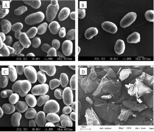 Moth Bean (Vigna aconitifolia) Starch: Properties, Modifications and Applications—A Review