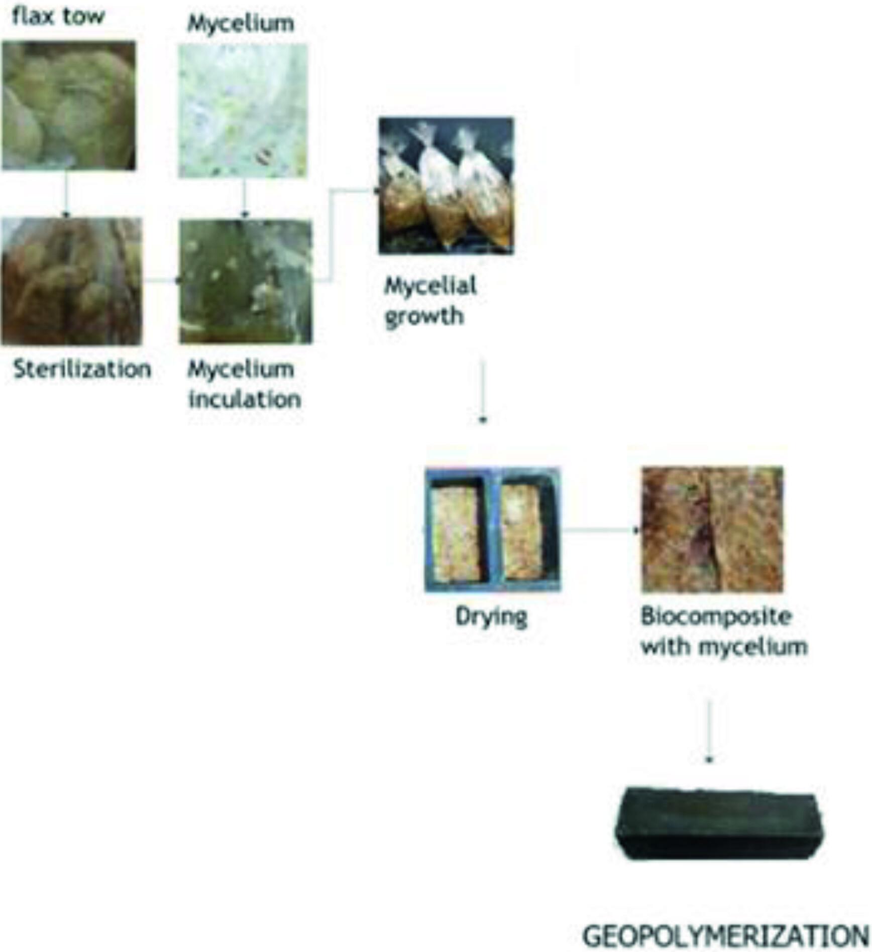 Development of fungal biocomposites for construction applications
      Entwicklung von Pilzbiokompositen für Bauanwendungen