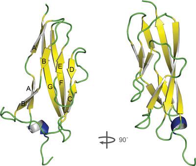 Crystal structure of the long Rib domain of the LPXTG-anchored surface protein from Limosilactobacillus reuteri