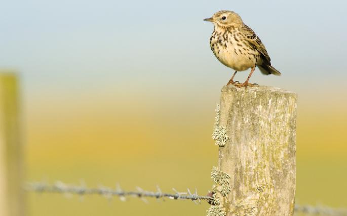 Biodiversity and food systems