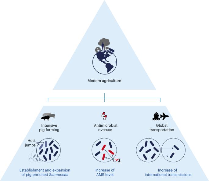 Global spread of Salmonella enterica due to centralized industrialization of pig farming