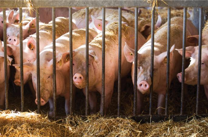 Lessons from birth to decline of pig-adapted Salmonella