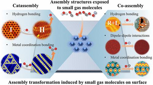 Tuning Surface Organic Structures by Small Gas Molecules through Catassembly and Coassembly