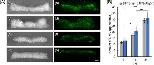 Evaluation of alginate-coated β-tricalcium phosphate fiber scaffold for cell culture