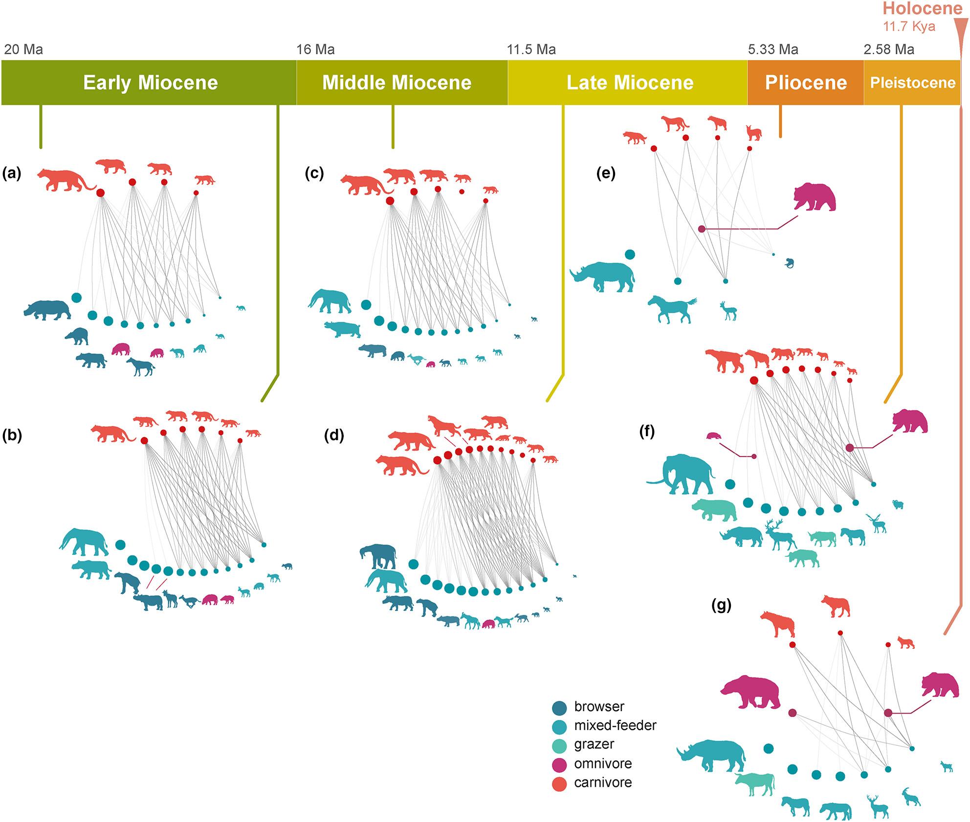 The reorganization of predator–prey networks over 20 million years explains extinction patterns of mammalian carnivores