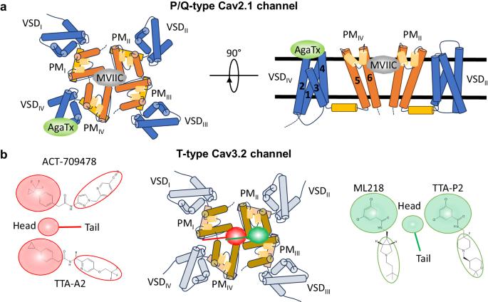 A tale of two calcium channels: structural pharmacology of Cav2.1 and Cav3.2