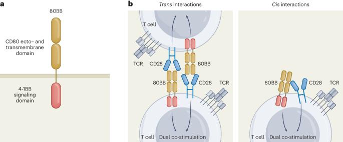 Constructing co-stimulation to boost TCR therapy