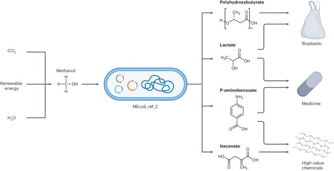 Bioproduction from methanol