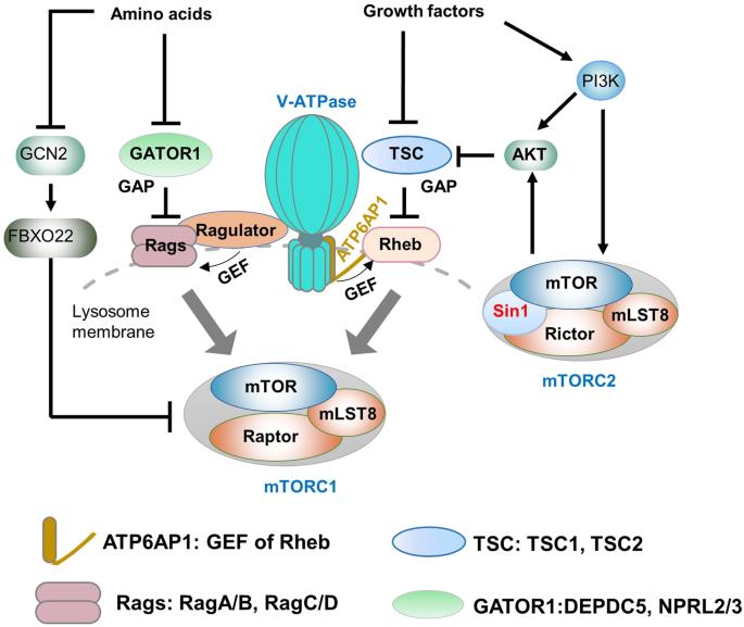 ATP6AP1 was Phast-ID’ed as a long-sought GEF for Rheb