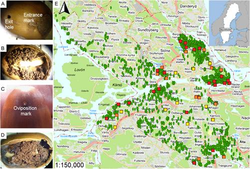 The effect of local habitat and spatial connectivity on urban seed predation