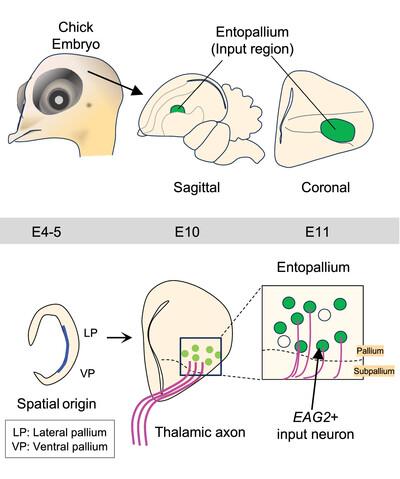 Thalamic activity-dependent specification of sensory input neurons in the developing chick entopallium