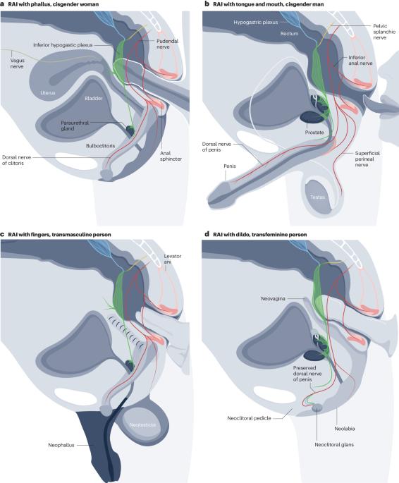 Pleasurable and problematic receptive anal intercourse and diseases of the colon, rectum and anus